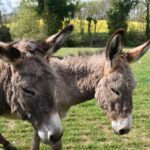 From Gutter to Glory: How SEO Can Elevate Your Bradenton Gutter Cleaning Business!