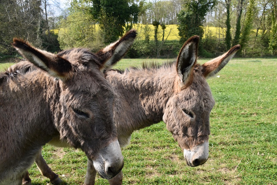 From Gutter to Glory: How SEO Can Elevate Your Bradenton Gutter Cleaning Business!