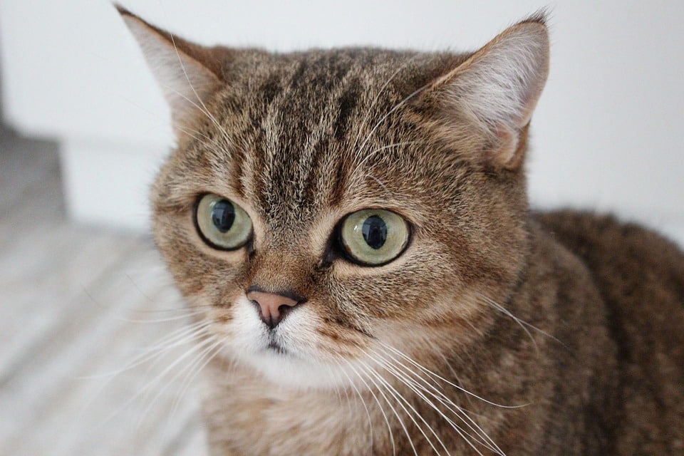 From Hidden Gem to Spotlight: How Local SEO Can Elevate Your Bradenton IT Business