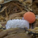 From Hidden to Highlighted: SEO Strategies to Make Your Mold Remediation Business Shine in Sarasota