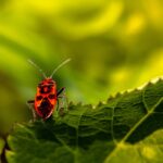 “From Infestation to Information: Using PPC to Connect with Sarasota Homeowners”