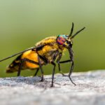 From Infestation to Innovation: 5 SEO Strategies Every Sarasota Pest Inspector Should Know