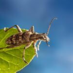 From Infestation to Innovation: 5 SEO Strategies for Bradenton Pest Control Businesses to Thrive
