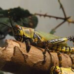 From Infestation to Reputation: Why Sarasota Pest Inspectors Should Invest in PPC Advertising Today!