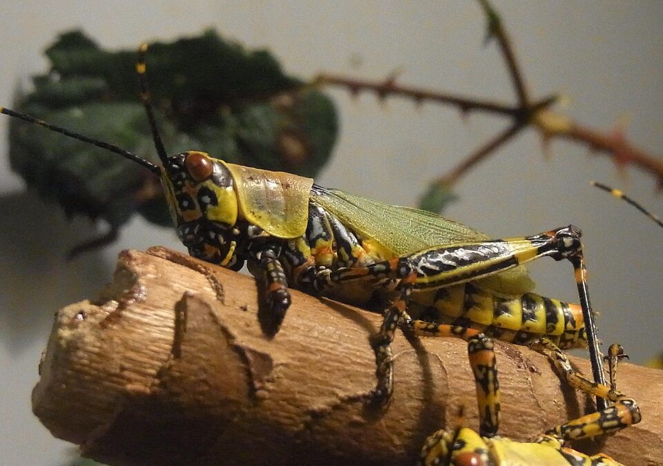 From Infestation to Reputation: Why Sarasota Pest Inspectors Should Invest in PPC Advertising Today!