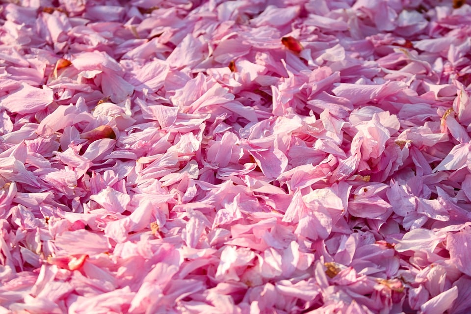 From Invisible to Invincible: How SEO Can Boost Your Bradenton Carpet Cleaning Service Visibility