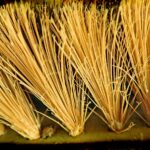 From Invisible to Unmissable: The Essential Role of SEO for Sarasota’s Dryer Vent Cleaning Companies