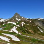 From Leash to Leads: Transform Your Bradenton Dog Walking Service with Targeted PPC Campaigns