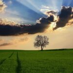From Leaves to Leads: Transforming Your Tree Service Business with SEO in Bradenton