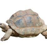 From Local to Legendary: How PPC Can Transform Your Septic Tank Business in Sarasota