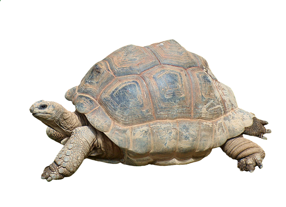 From Local to Legendary: How PPC Can Transform Your Septic Tank Business in Sarasota