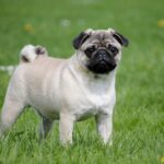 From Paws to Profit: Elevate Your Bradenton Pet Training Business with Effective SEO Techniques!