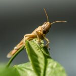 From Pests to Profits: The SEO Strategies Sarasota Pest Inspectors Can't Afford to Ignore