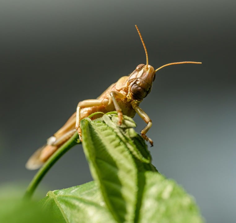 From Pests to Profits: The SEO Strategies Sarasota Pest Inspectors Can't Afford to Ignore