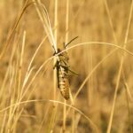 From Pests to Profits: Unlocking the Power of PPC for Local Pest Inspectors in Bradenton