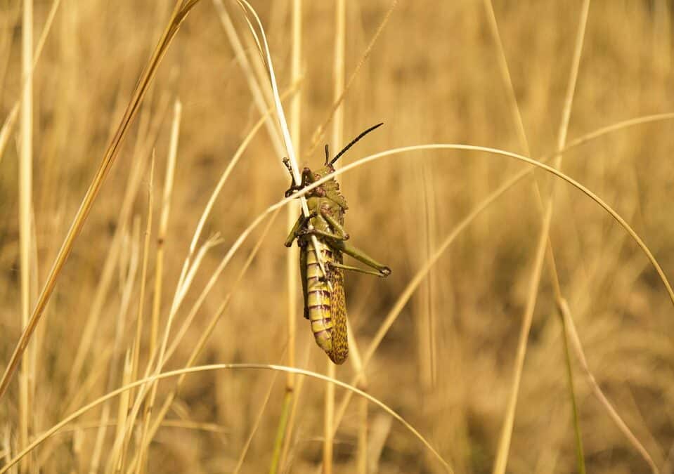 From Pests to Profits: Unlocking the Power of PPC for Local Pest Inspectors in Bradenton