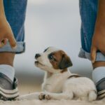 From Puppy Love to Profit: Unlocking SEO Secrets for Bradenton's Dog Walkers