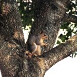 From Roots to Riches: Transform Your Sarasota Tree Service Sales with Strategic PPC Campaigns