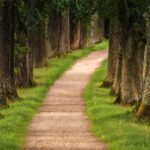 From Saplings to Success: How SEO Can Help Your Tree Service Grow in Bradenton