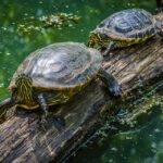 From Sewage to Success: Why Bradenton Septic Tank Companies Should Invest in SEO