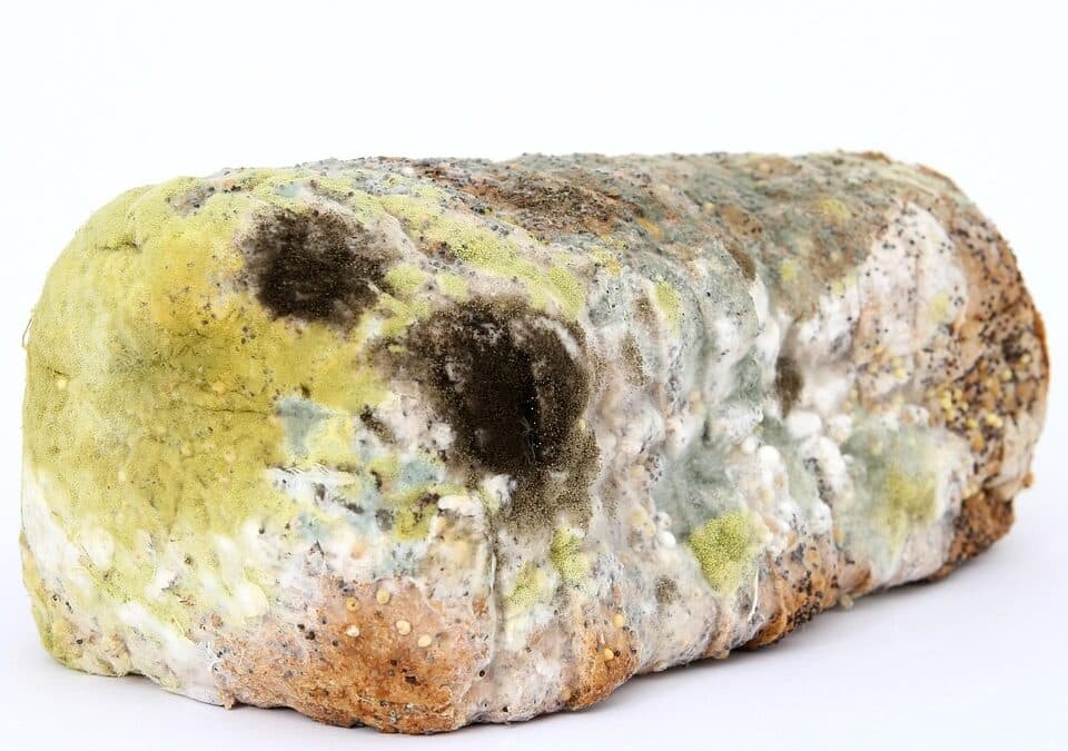 From Spore to Score: How PPC Advertising Can Boost Your Bradenton Mold Remediation Business!