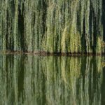 From Stump to Success: Why Sarasota Tree Services Can't Afford to Ignore PPC