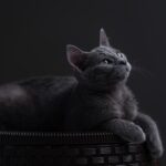 Fur-tunately Found: The Benefits of SEO for Sarasota’s Local Pet Groomers