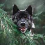 Fur-tunately Found: The Top SEO Strategies to Attract Sarasota Pet Owners to Your Grooming Salon