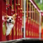 Fuzzy Friends & Fast Results: Transforming Your Bradenton Grooming Shop with Targeted PPC Campaigns