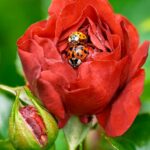 Get Ahead of the Swarm: Unlocking the Power of PPC for Pest Inspection Success in Bradenton