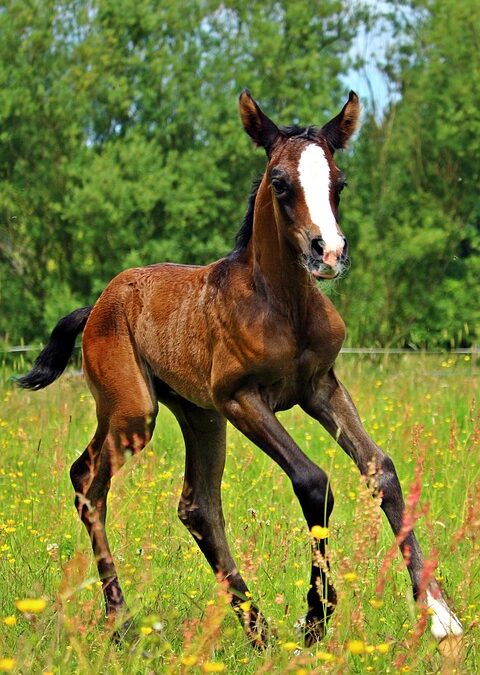 “Get Found Fast: Harnessing PPC to Drive Local Business Growth for Sarasota Mold Remediation Experts”
