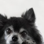“Groom Your Online Presence: SEO Tips for Bradenton Pet Groomers to Attract Local Clients”