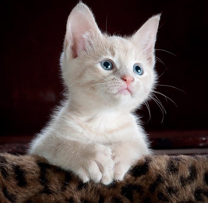 Groom Your Online Presence: Top SEO Tips for Pet Groomers in Bradenton to Attract Local Clients