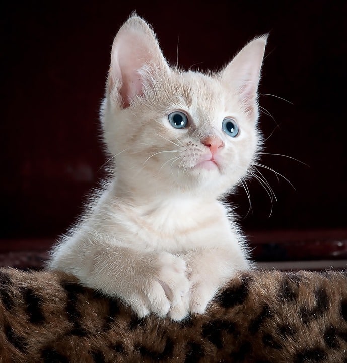 Groom Your Online Presence: Top SEO Tips for Pet Groomers in Bradenton to Attract Local Clients