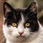 Grooming Your Online Presence: The Benefits of SEO for Sarasota’s Small Pet Services