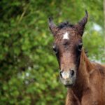 Grow Your Mold Remediation Business in Bradenton: The Untapped Potential of PPC Advertising!