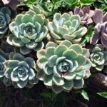 Growing Your Green: How SEO Can Cultivate Business Success for Bradenton Landscapers