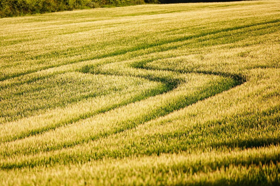 Growing Your Lawn Care Business: How SEO Can Help You Bloom in Bradenton