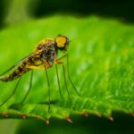 Investing in Visibility: 5 Ways PPC Advertisements Can Benefit Bradenton Pest Inspectors