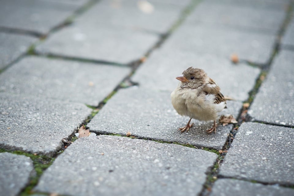 Laying the Groundwork: The Top 5 SEO Benefits Every Sarasota Tile Installer Should Know