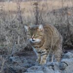 Local Leads, Local Love: How Sarasota IT Companies Can Thrive with Effective PPC Campaigns