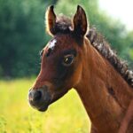 Local Leads in a Snap: How PPC Can Put Your Bradenton Mold Remediation Business on the Map