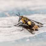 Local SEO Secrets: How Bradenton Pest Inspectors Can Attract More Clients and Eliminate the Competition