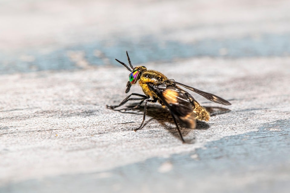 Local SEO Secrets: How Bradenton Pest Inspectors Can Attract More Clients and Eliminate the Competition