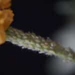 Local Search Success: How Smart SEO Strategies Can Drive Pest Control Clients to Your Sarasota Door