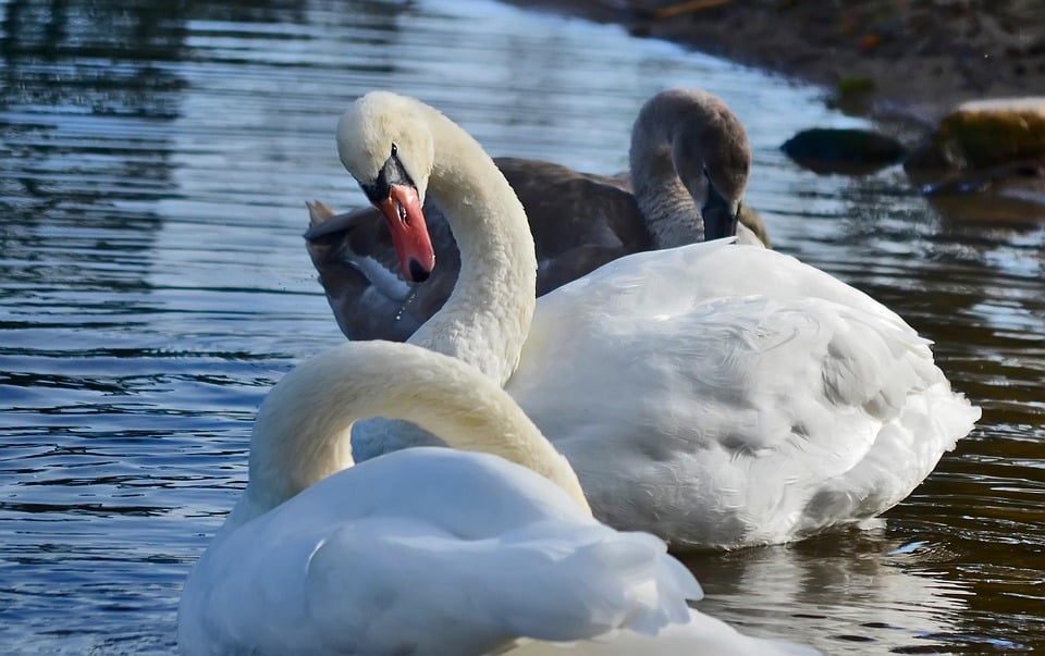 Local Success: Using PPC to Dominate the Gutter Cleaning Market in Bradenton