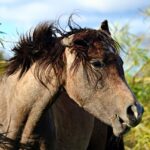 Local Visibility: Why Bradenton Mold Remediation Services Need SEO Success to Thrive!