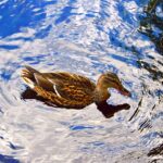 Maximize Your Marketing Budget: Why Sarasota Accountants Can't Afford to Ignore PPC