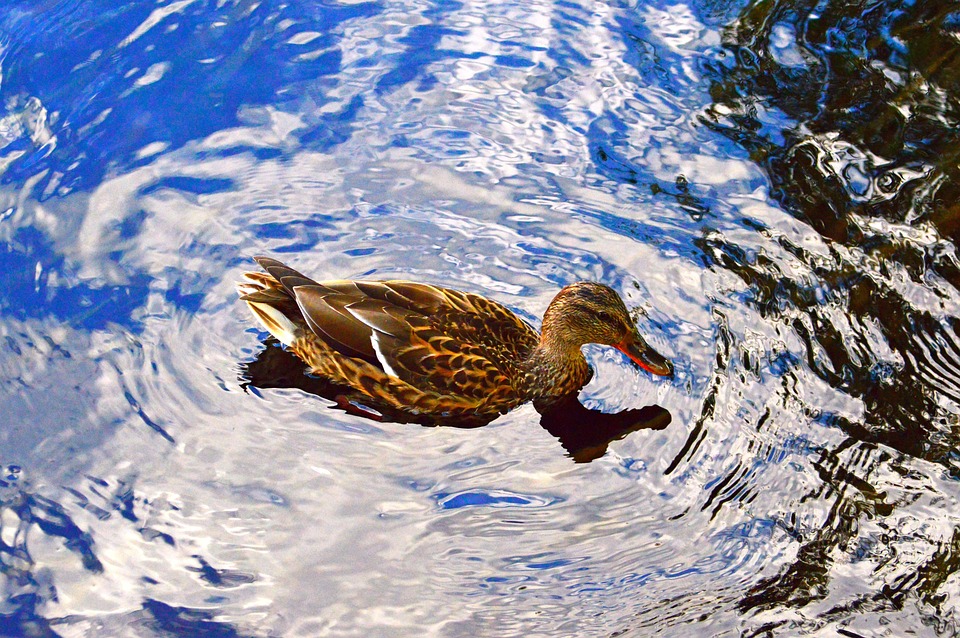 Maximize Your Marketing Budget: Why Sarasota Accountants Can't Afford to Ignore PPC