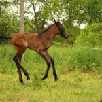 Mold No More: Boost Your Sarasota Business Growth with Strategic PPC Campaigns